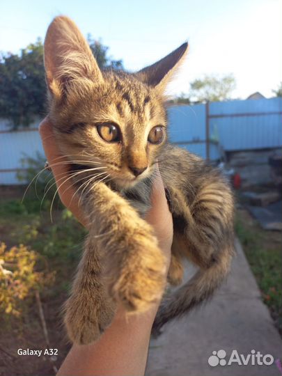 Ангорские котята