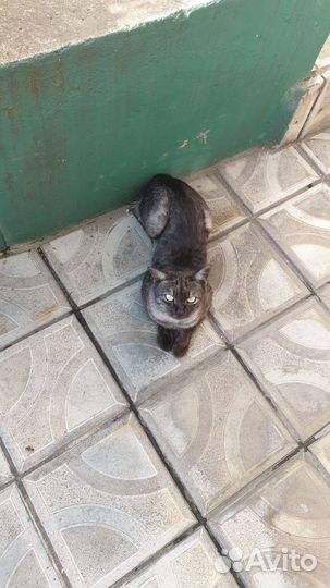 Котик в дар