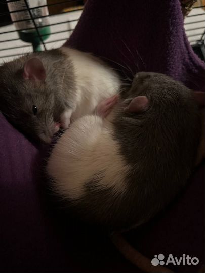 Декоративная крыса с клеткой