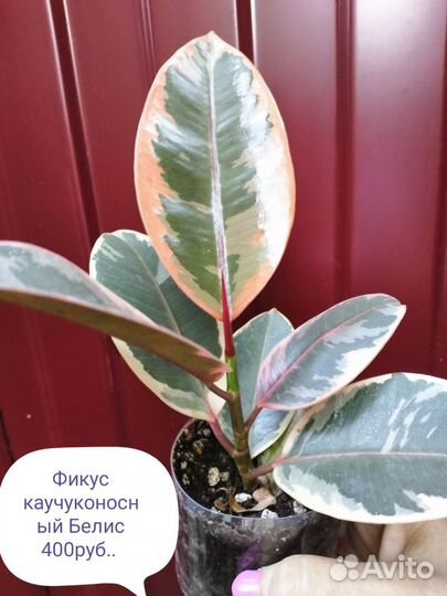 Фикусы, Тинеки, Бэлис