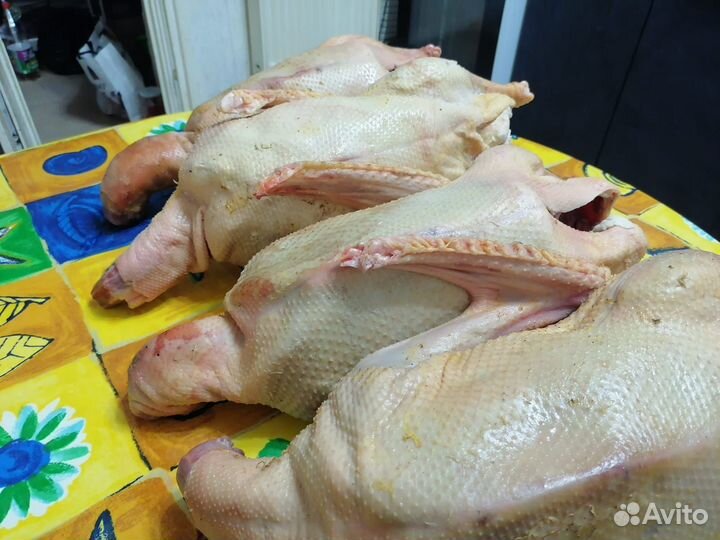 Мясо гуся утки