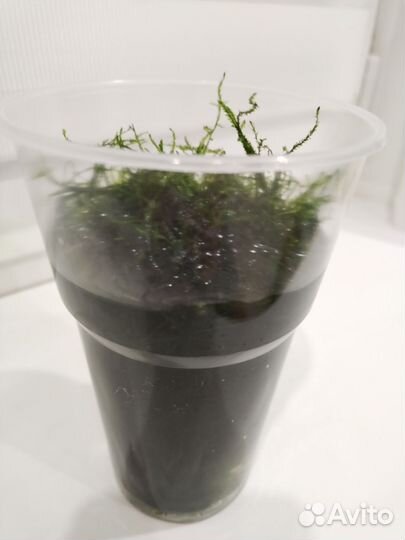 Яванский мох