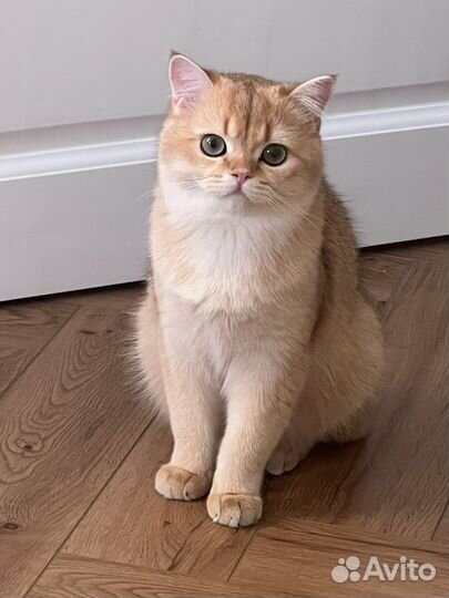 Британская золотая шиншилла котик