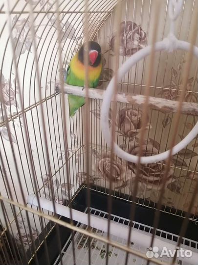 Попугаи неразлучники с клеткой