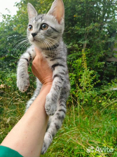 Шотландская кошечка