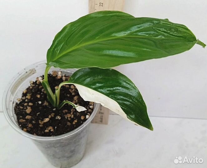 Комнатные растения цветы