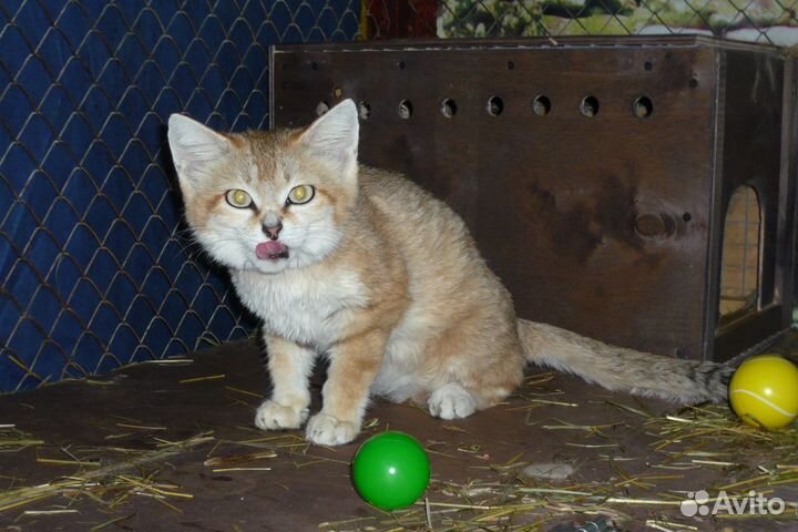 Песочная кошка или арабская кошка маргарита