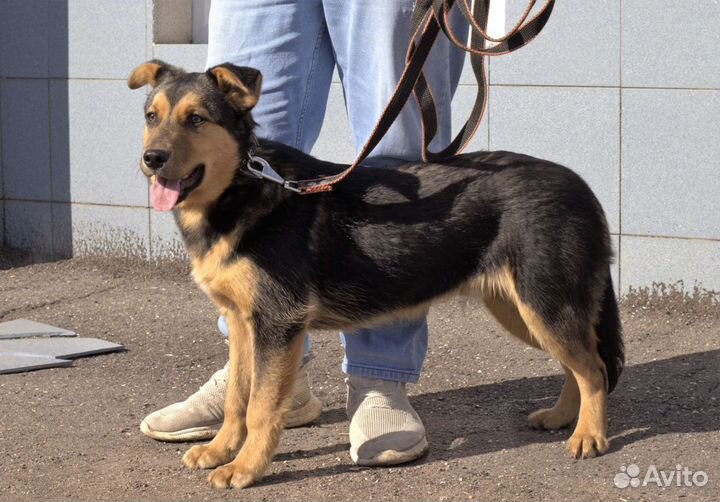 Кузя в добрые руки