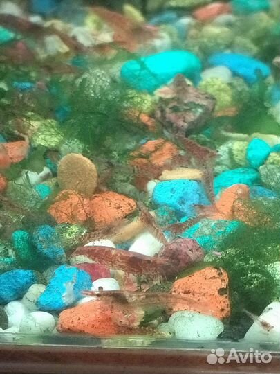 Продам аквариумных креветок