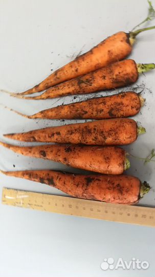 Картофель, морковь, капуста оптом