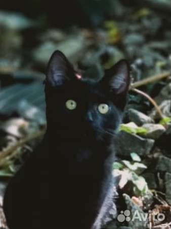 Черный котенок в клетке ждёт вас