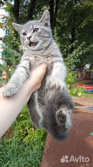 Зверь, именуемый 