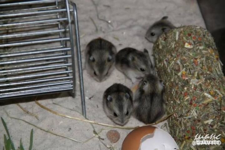 Джунгарские хомячата