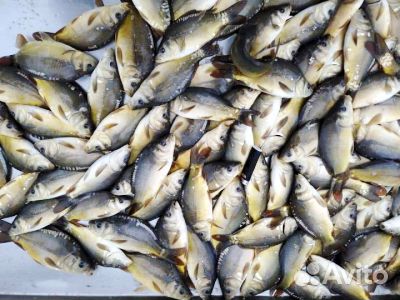 Мальки карпа толстолобика белого амура