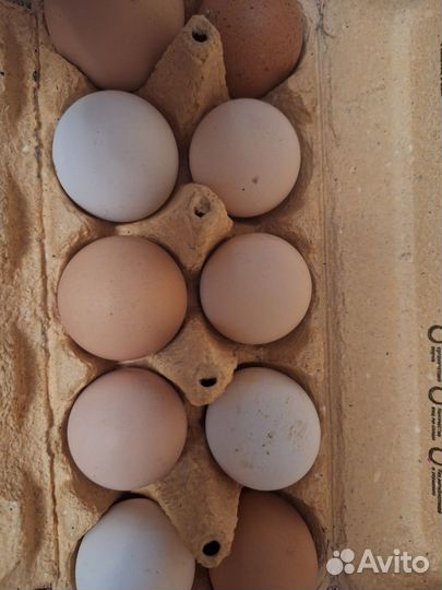 Инкубационное яйцо