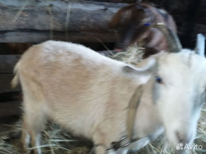 Козы котные