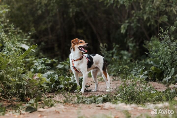 Метис Джек-рассел-терьера