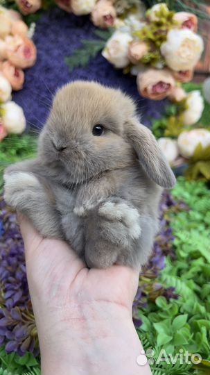 Кролики декоративные