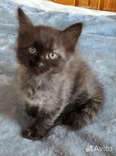 Сибирская кошка