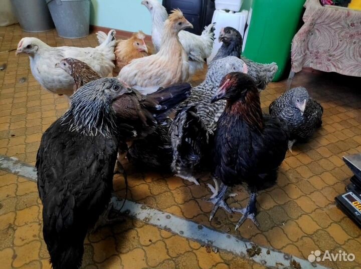 Куры молодые несушки