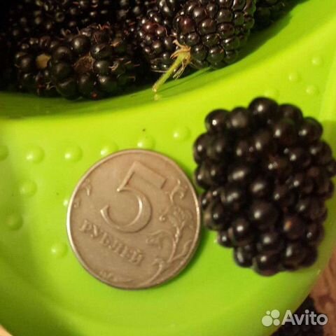 Растения разные и семена