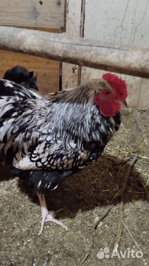 Инкубационное яйцо породных кур