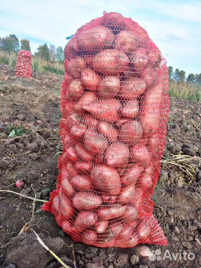 Картофель сорта Розара, бесплатная доставка