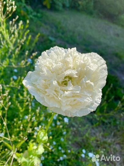 Семена однолетнего мака