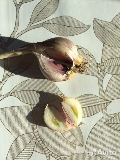 Озимый чеснок