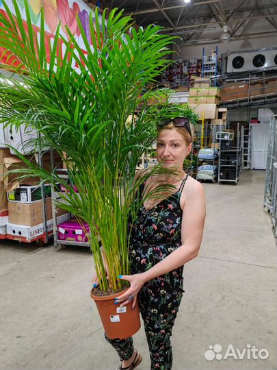 Комнатные растения и деревья, озеленение, от