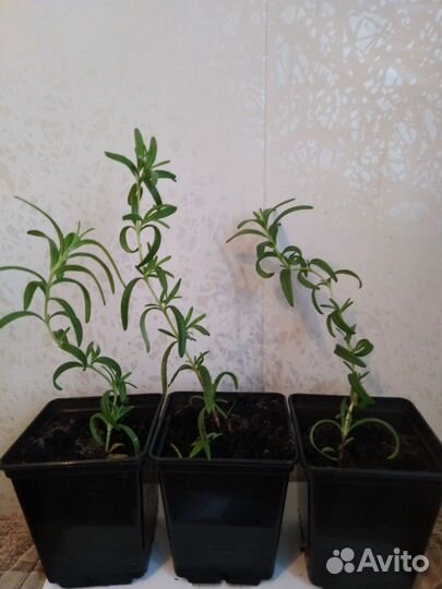 Продам кустики розмарина