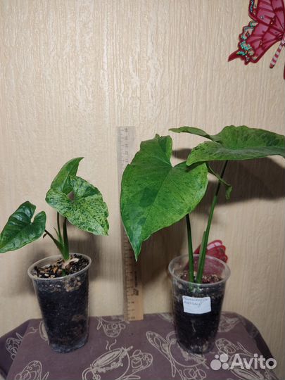 Сингониум,Комнатные цветы