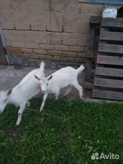 Козлята