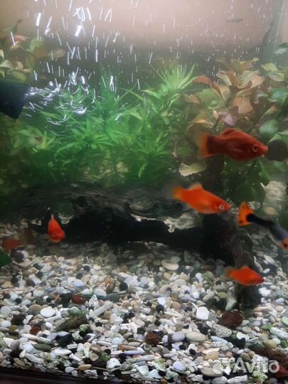 Пецилия красная, анциструс супер ред