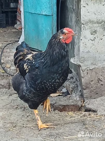 Молодые петушки