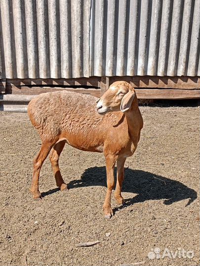 Курдючные бараны овцы