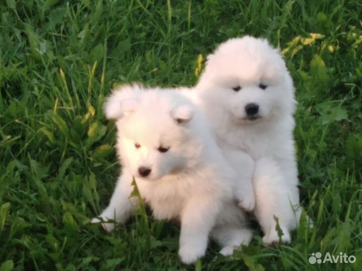 Щенки Самоеда
