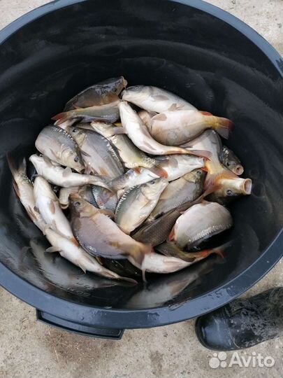 Малёк карпа