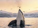 Тур в териберку поиск китов
