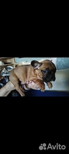 Французский бульдог щенки