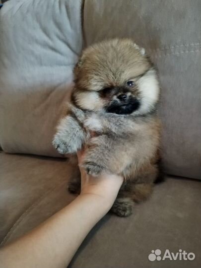 Шикарная девочка шпица