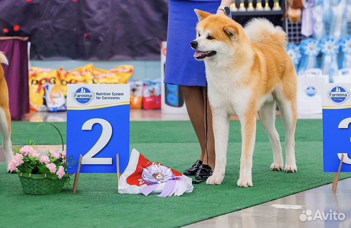 Вязка собак акита-ину