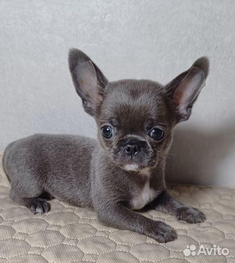 Щенки чихуахуа мини