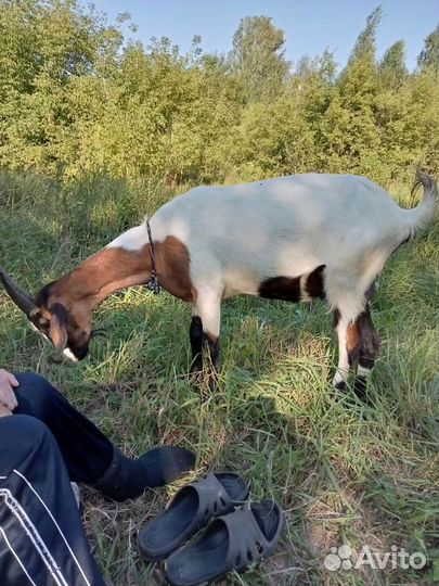 Сельское хозяйство