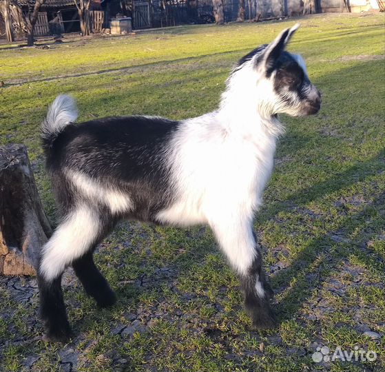 Козлята чп альпийские, коза и козел