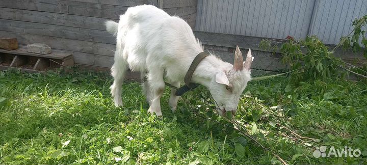 Козел зааненский