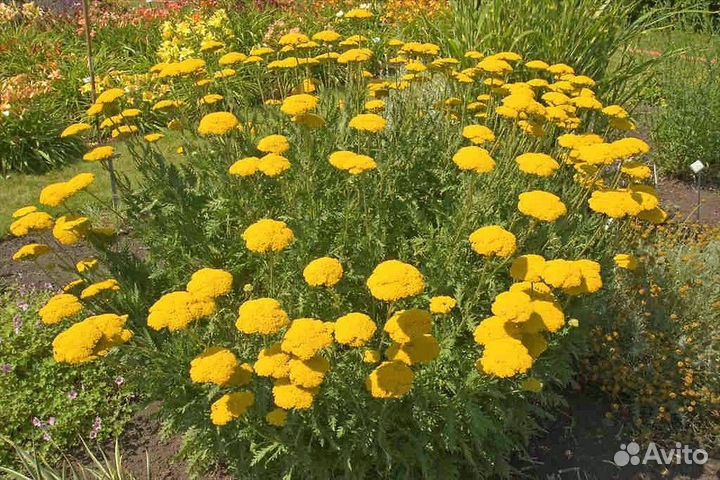 Тысячелистник таволговый большой куст