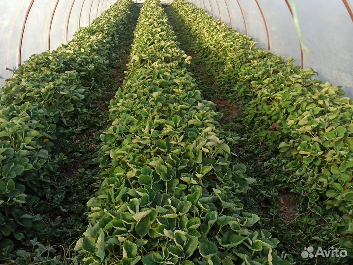 Рассада клубники Априка