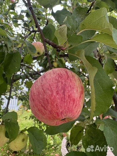 Яблоки домашние