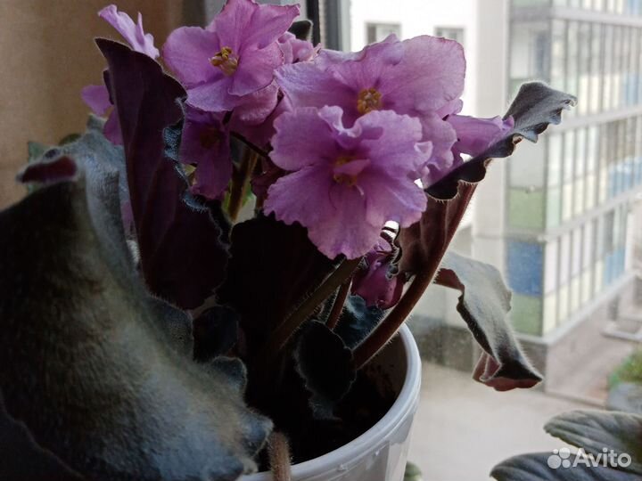 Фиалки сортовые